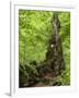 Old trunk of a beech in the Urwald Sababurg, Reinhardswald, Hessia, Germany-Michael Jaeschke-Framed Photographic Print