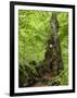 Old trunk of a beech in the Urwald Sababurg, Reinhardswald, Hessia, Germany-Michael Jaeschke-Framed Photographic Print