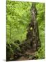 Old trunk of a beech in the Urwald Sababurg, Reinhardswald, Hessia, Germany-Michael Jaeschke-Mounted Photographic Print