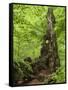 Old trunk of a beech in the Urwald Sababurg, Reinhardswald, Hessia, Germany-Michael Jaeschke-Framed Stretched Canvas