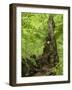 Old trunk of a beech in the Urwald Sababurg, Reinhardswald, Hessia, Germany-Michael Jaeschke-Framed Photographic Print