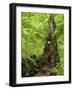 Old trunk of a beech in the Urwald Sababurg, Reinhardswald, Hessia, Germany-Michael Jaeschke-Framed Photographic Print