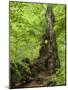 Old trunk of a beech in the Urwald Sababurg, Reinhardswald, Hessia, Germany-Michael Jaeschke-Mounted Photographic Print