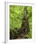 Old trunk of a beech in the Urwald Sababurg, Reinhardswald, Hessia, Germany-Michael Jaeschke-Framed Photographic Print