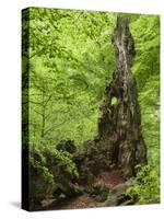 Old trunk of a beech in the Urwald Sababurg, Reinhardswald, Hessia, Germany-Michael Jaeschke-Stretched Canvas