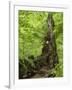 Old trunk of a beech in the Urwald Sababurg, Reinhardswald, Hessia, Germany-Michael Jaeschke-Framed Photographic Print