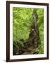 Old trunk of a beech in the Urwald Sababurg, Reinhardswald, Hessia, Germany-Michael Jaeschke-Framed Photographic Print