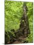 Old trunk of a beech in the Urwald Sababurg, Reinhardswald, Hessia, Germany-Michael Jaeschke-Mounted Photographic Print