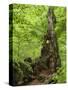 Old trunk of a beech in the Urwald Sababurg, Reinhardswald, Hessia, Germany-Michael Jaeschke-Stretched Canvas