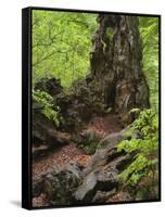 Old trunk of a beech in the Urwald Sababurg, Reinhardswald, Hessia, Germany-Michael Jaeschke-Framed Stretched Canvas