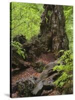 Old trunk of a beech in the Urwald Sababurg, Reinhardswald, Hessia, Germany-Michael Jaeschke-Stretched Canvas