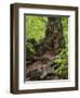 Old trunk of a beech in the Urwald Sababurg, Reinhardswald, Hessia, Germany-Michael Jaeschke-Framed Photographic Print