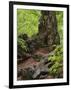 Old trunk of a beech in the Urwald Sababurg, Reinhardswald, Hessia, Germany-Michael Jaeschke-Framed Photographic Print