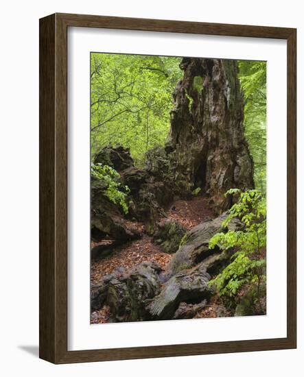 Old trunk of a beech in the Urwald Sababurg, Reinhardswald, Hessia, Germany-Michael Jaeschke-Framed Photographic Print