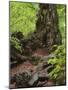 Old trunk of a beech in the Urwald Sababurg, Reinhardswald, Hessia, Germany-Michael Jaeschke-Mounted Photographic Print