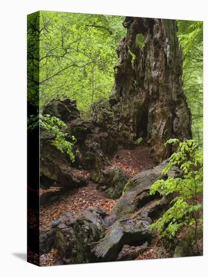 Old trunk of a beech in the Urwald Sababurg, Reinhardswald, Hessia, Germany-Michael Jaeschke-Stretched Canvas