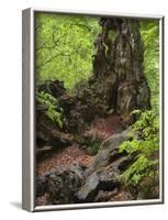 Old trunk of a beech in the Urwald Sababurg, Reinhardswald, Hessia, Germany-Michael Jaeschke-Framed Photographic Print