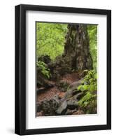 Old trunk of a beech in the Urwald Sababurg, Reinhardswald, Hessia, Germany-Michael Jaeschke-Framed Photographic Print