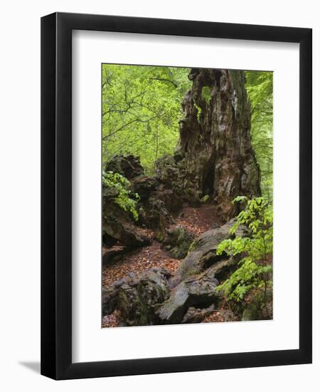 Old trunk of a beech in the Urwald Sababurg, Reinhardswald, Hessia, Germany-Michael Jaeschke-Framed Photographic Print