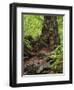 Old trunk of a beech in the Urwald Sababurg, Reinhardswald, Hessia, Germany-Michael Jaeschke-Framed Photographic Print