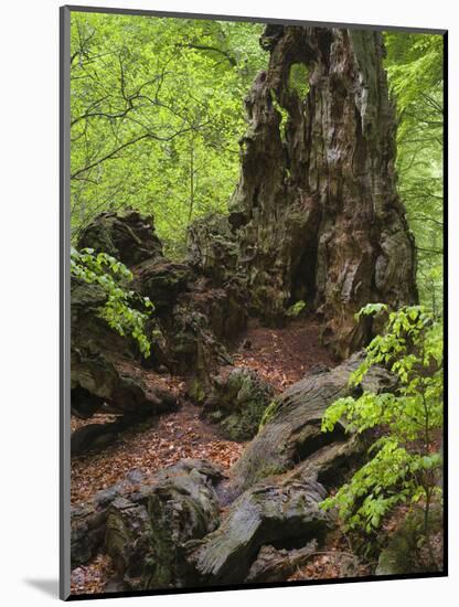 Old trunk of a beech in the Urwald Sababurg, Reinhardswald, Hessia, Germany-Michael Jaeschke-Mounted Photographic Print