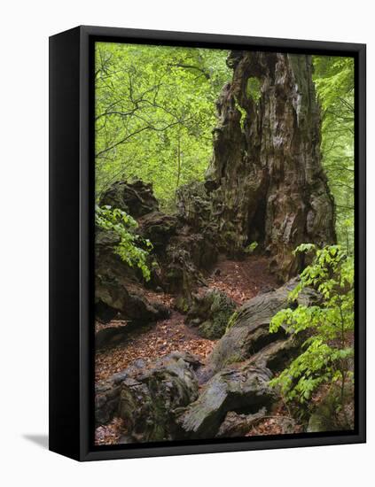 Old trunk of a beech in the Urwald Sababurg, Reinhardswald, Hessia, Germany-Michael Jaeschke-Framed Stretched Canvas