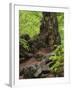 Old trunk of a beech in the Urwald Sababurg, Reinhardswald, Hessia, Germany-Michael Jaeschke-Framed Photographic Print