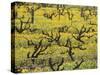 Old Vines Among Mustard Flowers in Southcorp, Australia-Steven Morris-Stretched Canvas