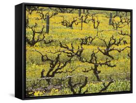 Old Vines Among Mustard Flowers in Southcorp, Australia-Steven Morris-Framed Stretched Canvas