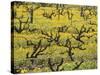 Old Vines Among Mustard Flowers in Southcorp, Australia-Steven Morris-Stretched Canvas