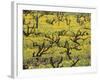 Old Vines Among Mustard Flowers in Southcorp, Australia-Steven Morris-Framed Photographic Print