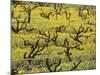 Old Vines Among Mustard Flowers in Southcorp, Australia-Steven Morris-Mounted Photographic Print
