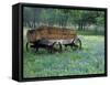 Old Wagon and Wildflowers, Devine, Texas, USA-Darrell Gulin-Framed Stretched Canvas