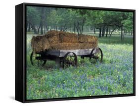 Old Wagon and Wildflowers, Devine, Texas, USA-Darrell Gulin-Framed Stretched Canvas