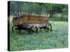 Old Wagon and Wildflowers, Devine, Texas, USA-Darrell Gulin-Stretched Canvas