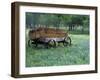 Old Wagon and Wildflowers, Devine, Texas, USA-Darrell Gulin-Framed Photographic Print