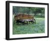 Old Wagon and Wildflowers, Devine, Texas, USA-Darrell Gulin-Framed Photographic Print