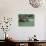 Old Wagon and Wildflowers, Devine, Texas, USA-Darrell Gulin-Photographic Print displayed on a wall