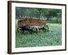 Old Wagon and Wildflowers, Devine, Texas, USA-Darrell Gulin-Framed Photographic Print