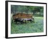 Old Wagon and Wildflowers, Devine, Texas, USA-Darrell Gulin-Framed Photographic Print