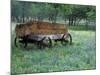 Old Wagon and Wildflowers, Devine, Texas, USA-Darrell Gulin-Mounted Photographic Print