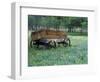 Old Wagon and Wildflowers, Devine, Texas, USA-Darrell Gulin-Framed Photographic Print