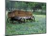 Old Wagon and Wildflowers, Devine, Texas, USA-Darrell Gulin-Mounted Photographic Print