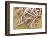 Old Wagon Wheels in Grass, Fort Steele, British Columbia, Canada-Jaynes Gallery-Framed Photographic Print