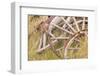 Old Wagon Wheels in Grass, Fort Steele, British Columbia, Canada-Jaynes Gallery-Framed Photographic Print