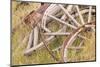 Old Wagon Wheels in Grass, Fort Steele, British Columbia, Canada-Jaynes Gallery-Mounted Photographic Print