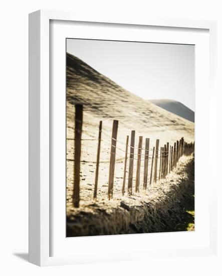 Old Wire Barbed Wire Fencing In The Afternoon Sun Along Panoche Road In San Benito County-Ron Koeberer-Framed Photographic Print