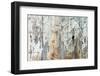 Old Wood Planks Background-Tony Baggett-Framed Photographic Print