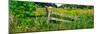 Old wooden fence and Goldenrod in a field, Kane County, Illinois, USA-null-Mounted Photographic Print