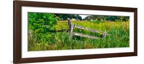 Old wooden fence and Goldenrod in a field, Kane County, Illinois, USA-null-Framed Photographic Print